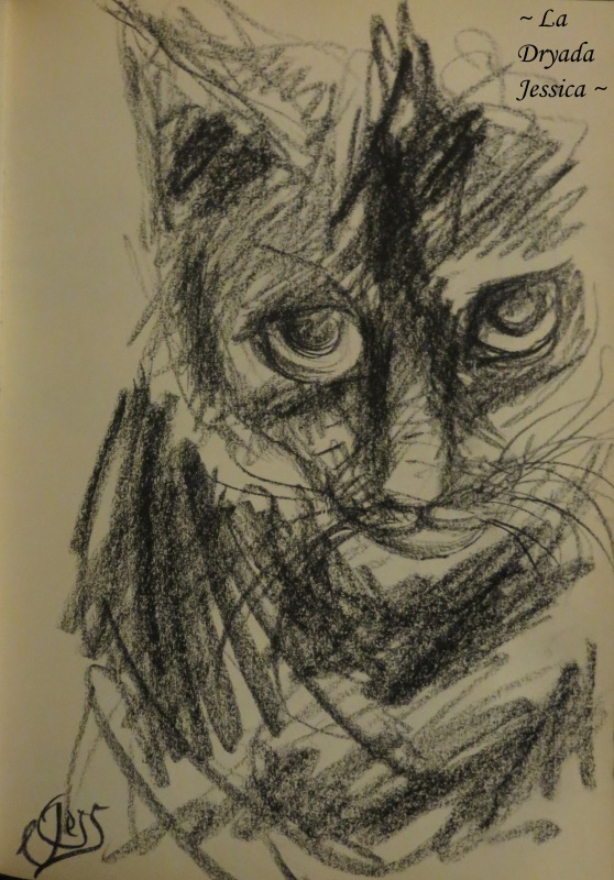 ~ Fusain / Charcoal Issu du / From the " Book of Feline Dreams " ~